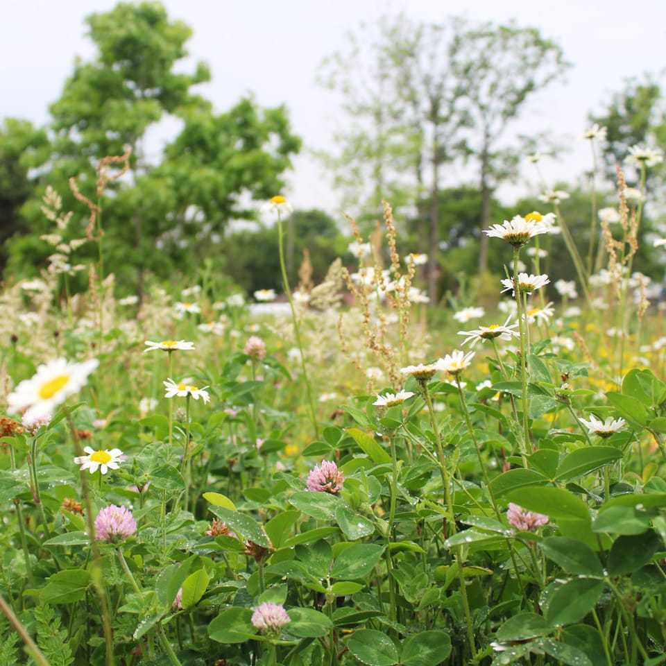 Enhancing existing native biodiversity